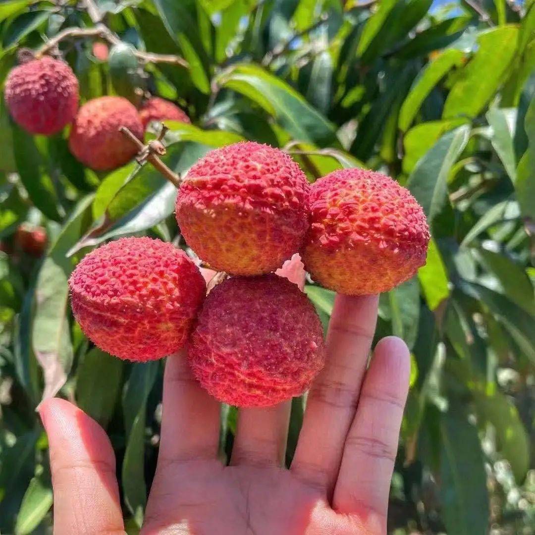 正值賞味期!皮薄肉厚,飽滿q彈的海南無核荔枝,每一顆都有.