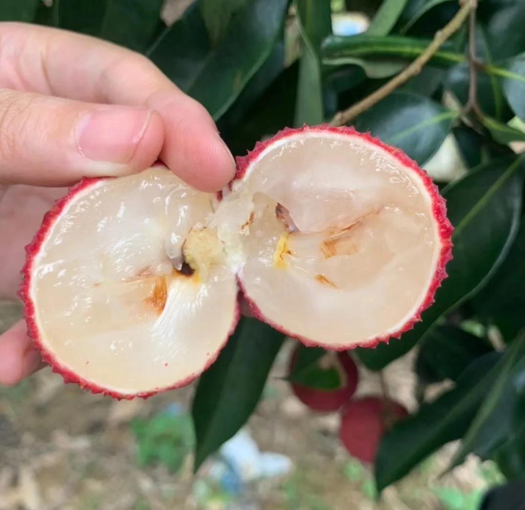 海南無核荔枝:70%的獨(dú)特美味