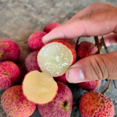 無核荔枝苗多少錢