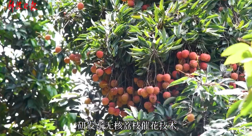點(diǎn)贊!我國攻克吃荔枝的一個(gè)難題