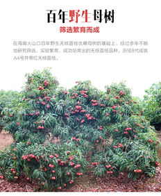 送禮 為什么更多人選陸僑無核荔枝