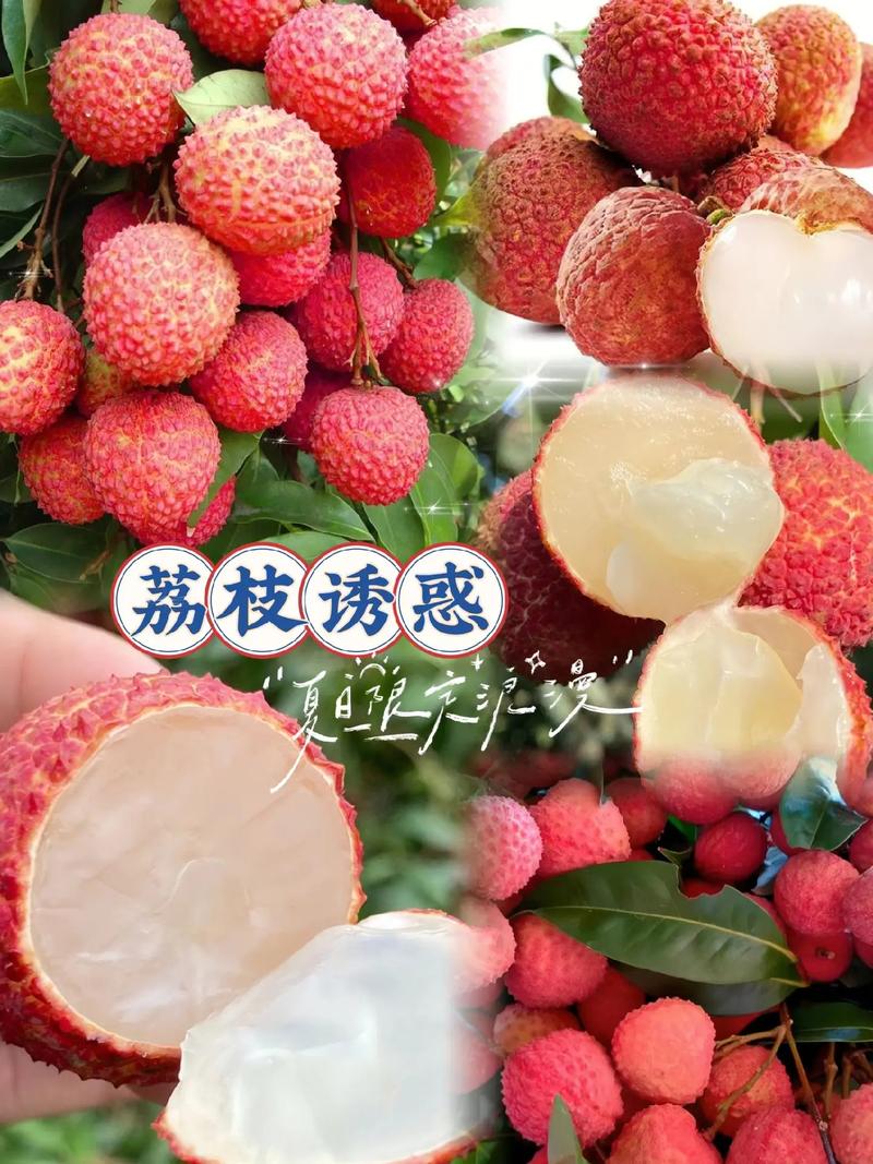 皮薄肉厚的無核荔枝.