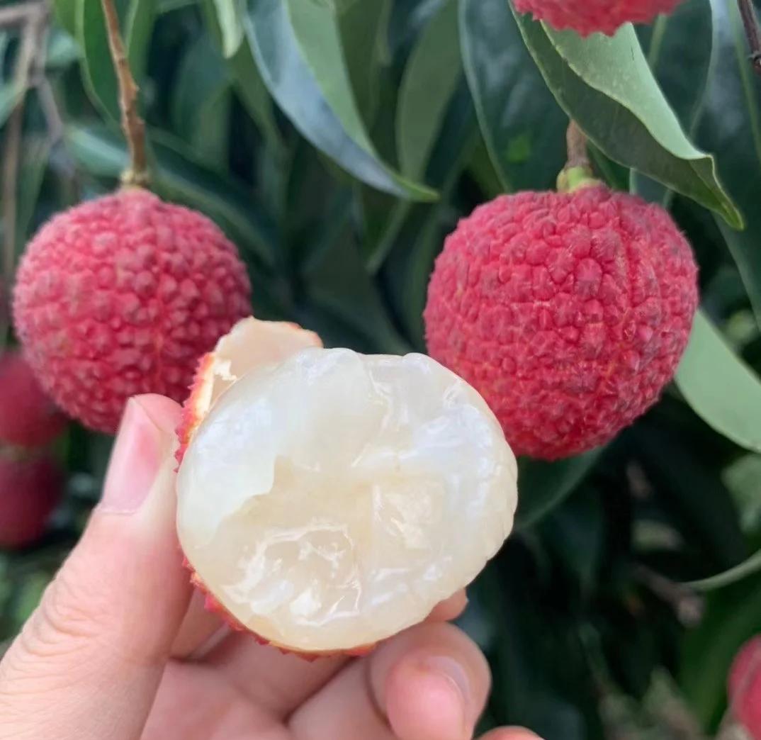 海南無核荔枝 70%的獨(dú)特美味