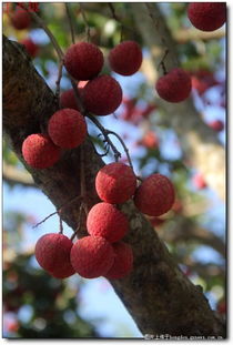 大紅荔枝甜又甜——記藤縣太平鎮(zhèn)江口村的特產(chǎn)無(wú)核荔枝