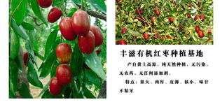 品味山西 豐滋無(wú)核八寶棗與無(wú)核荔枝的甜蜜邂逅