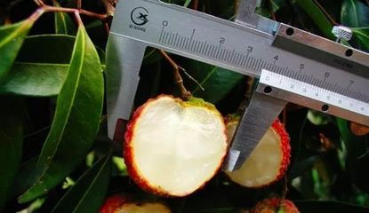 什么水果最賺錢？盤點(diǎn)2018年十大網(wǎng)紅水果，無(wú)核荔枝為何獨(dú)領(lǐng)風(fēng)騷？